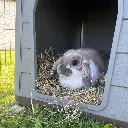 Duvo+ Herbal Hay Dandelion 500g (1).webp