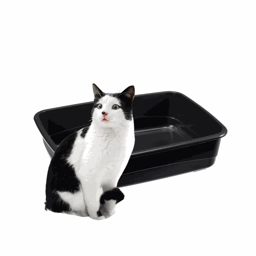 petsouq images (84).webp