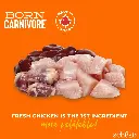 Schesir Born Carnivore Grain Free Oven Baked Dry Cat Chicken & Egg 1 (5).webp
