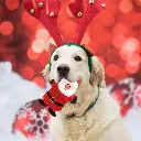 Seasopet Christmas Santa Claus Toy 20x13cm (1).webp