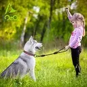 DOCO Reflective Traffic Rope Leash - Click & Lock Snap - 20 inch (Large)-DCROPE5020Color_ Black.webp