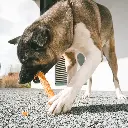 Duvo+ Meat! chicken & rawhide sticks large[Options - 25cm - 2 Sticks].webp