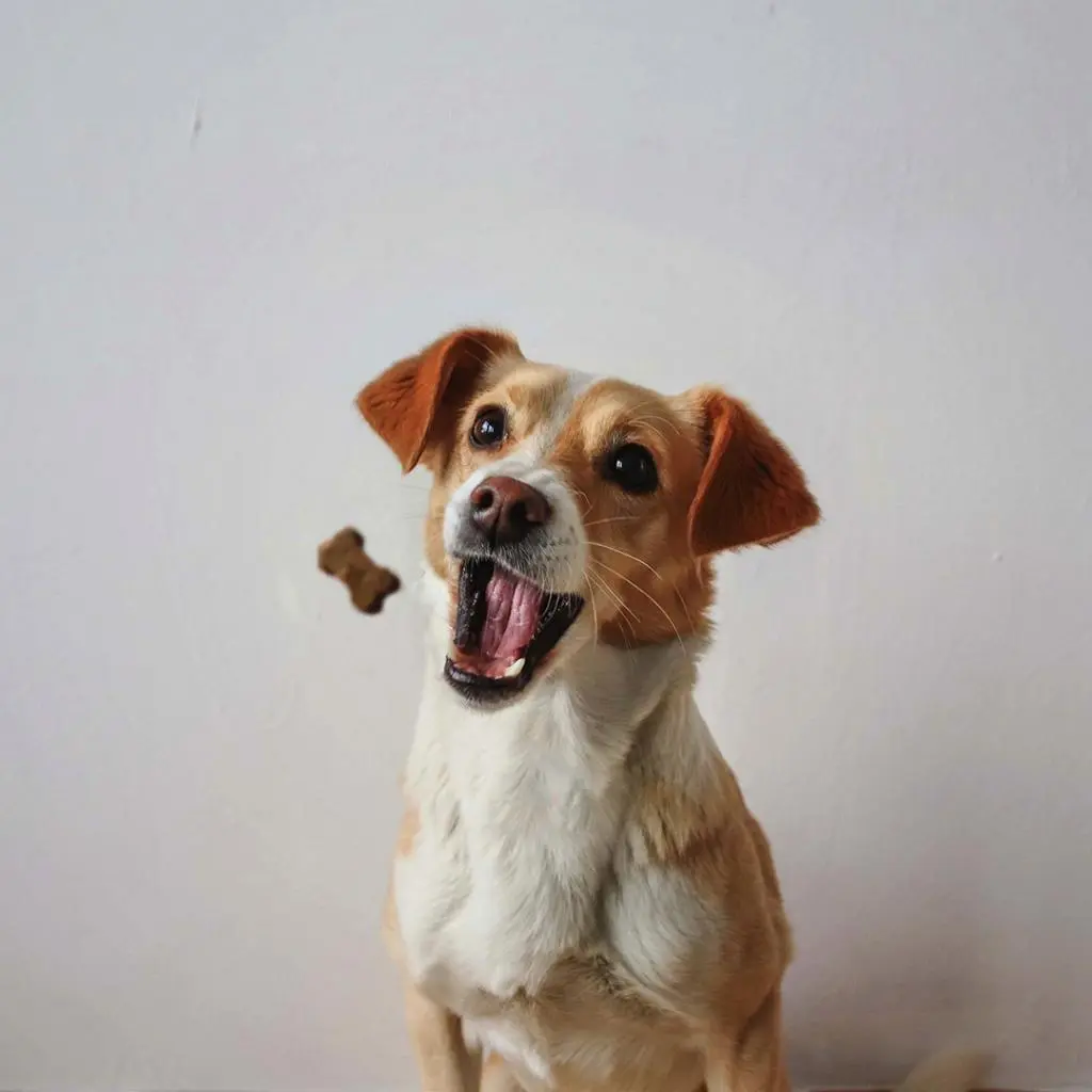 Duvo+ Soft Snack Chicken 100g.webp