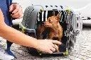 Ferplast Jet 20 Carrier for Cats and Small Dogs 37 x 57 x h 33 cm (3).webp