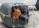 Ferplast Jet 20 Carrier for Cats and Small Dogs 37 x 57 x h 33 cm (2).webp