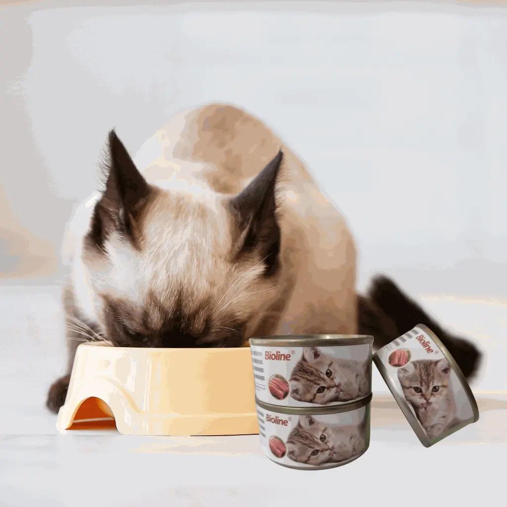 Untitled design (28).webp