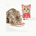 2.webp