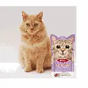 2.webp