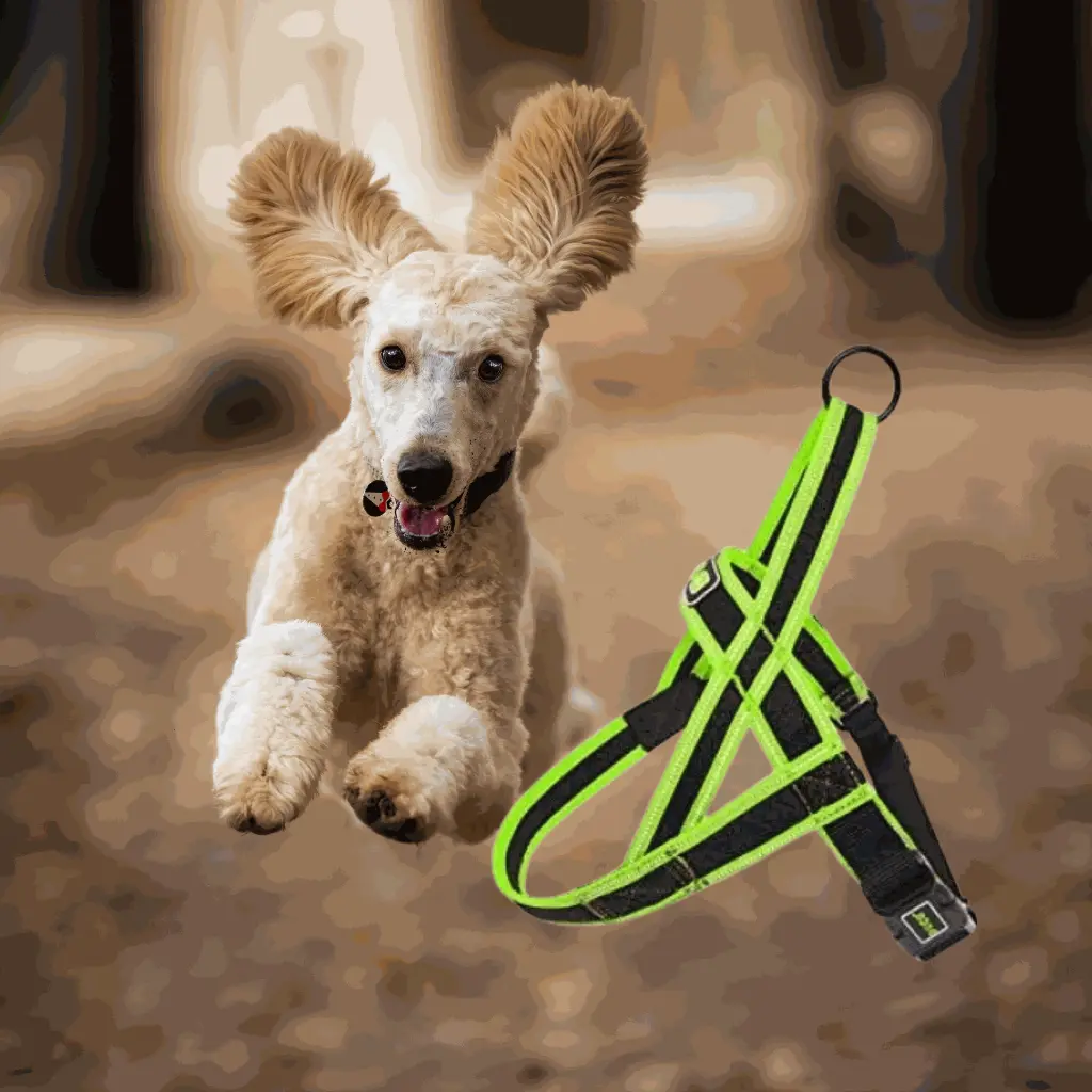 petsouq images (54).webp