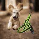 petsouq images (54).webp