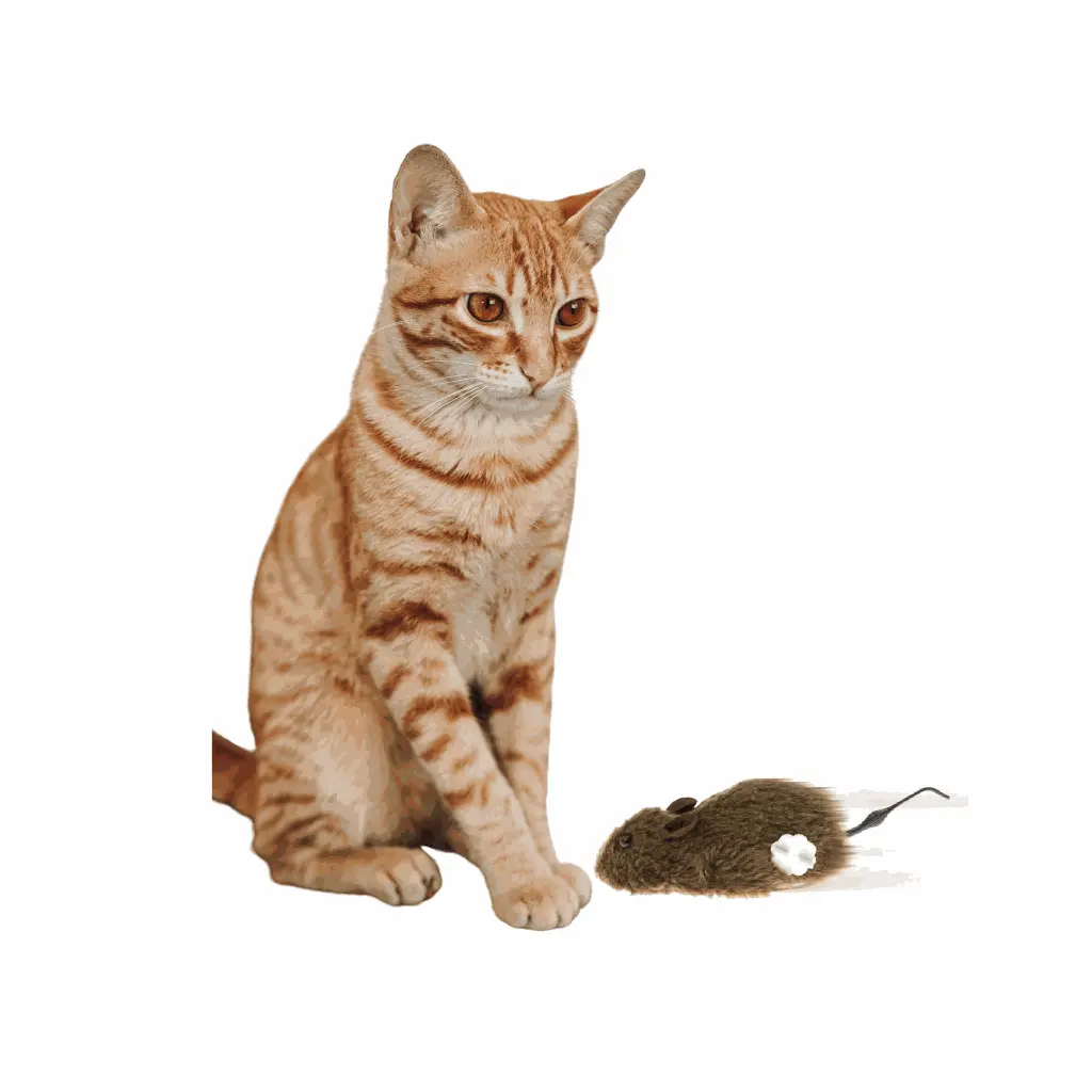 petsouq - 2025-07-23T161509.218.webp