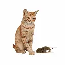 petsouq - 2025-07-23T161509.218.webp
