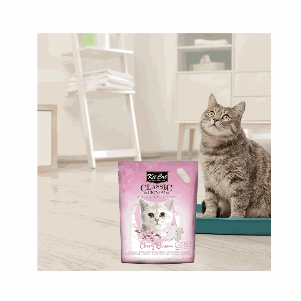 petsouq - 2025-07-24T114627.721.webp