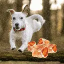 petsouq - 2025-07-28T164431.119.webp