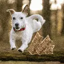 petsouq - 2025-07-28T165602.114.webp