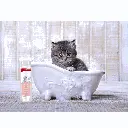 petsouq - 2025-07-29T123600.598.webp