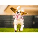 petsouq - 2025-07-29T165334.732.webp