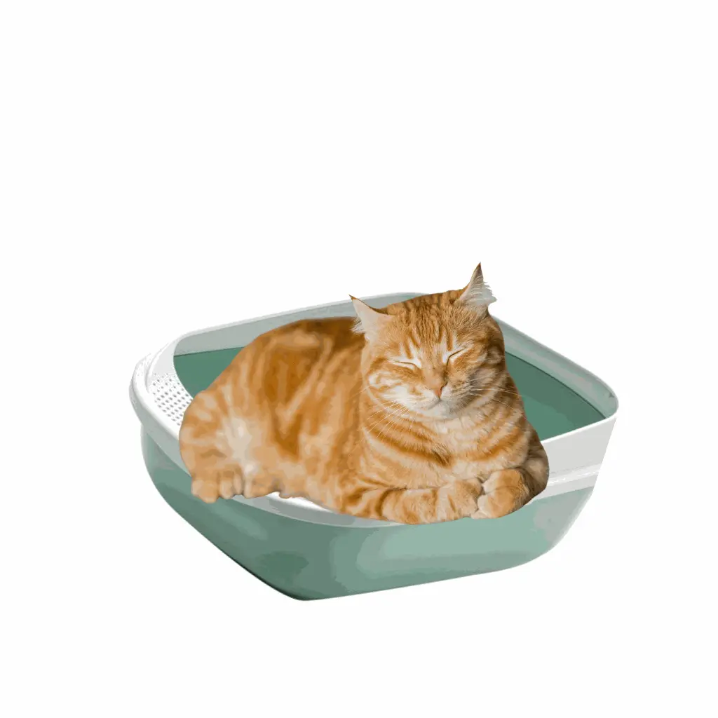 petsouq - 2025-08-04T160222.446.webp