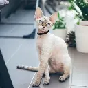 5_8471e5f8-a21e-46c0-8f1c-e1c2469bf827_693x.webp
