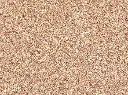 Natural-Sedona-Terrarium-Reptile-Sand.webp