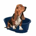 petsouq (34).webp