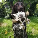 Duvo Canvas Plush Cow - Dog Toy (1).webp