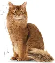 31C-F8+MQtL._AC_.webp