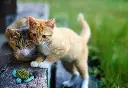 51TItk2LGiL._AC_SX679_[1].webp