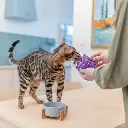 mediumjpg-biglittlepaw-55_1[1].webp