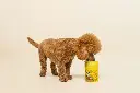 smalljpg-biglittlepaw-62[1].webp