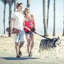 DOCO® Shock Absorbing BUNGEE Leash 4ft 2.5 x 120cm(L) Pink (3).webp