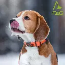 DOCO® Signature Nylon Collar-3.8 x 51-78cm(XL)-Turquoise (2).webp