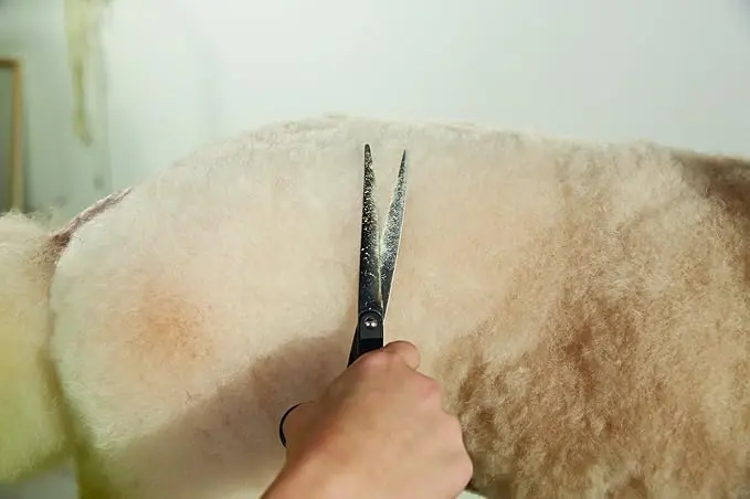 71TlAwLcRnL._AC_SX679_.webp