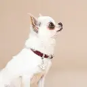 friends-cream-chihuahua-id-tag (1).webp