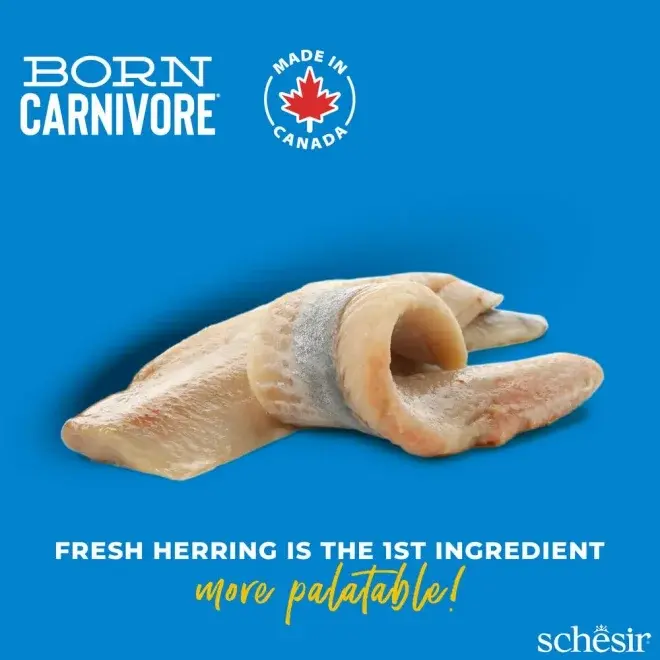 Schesir Born Carnivore Grain Free Oven Baked Dry Cat Herring & Salmon 1 (4).webp