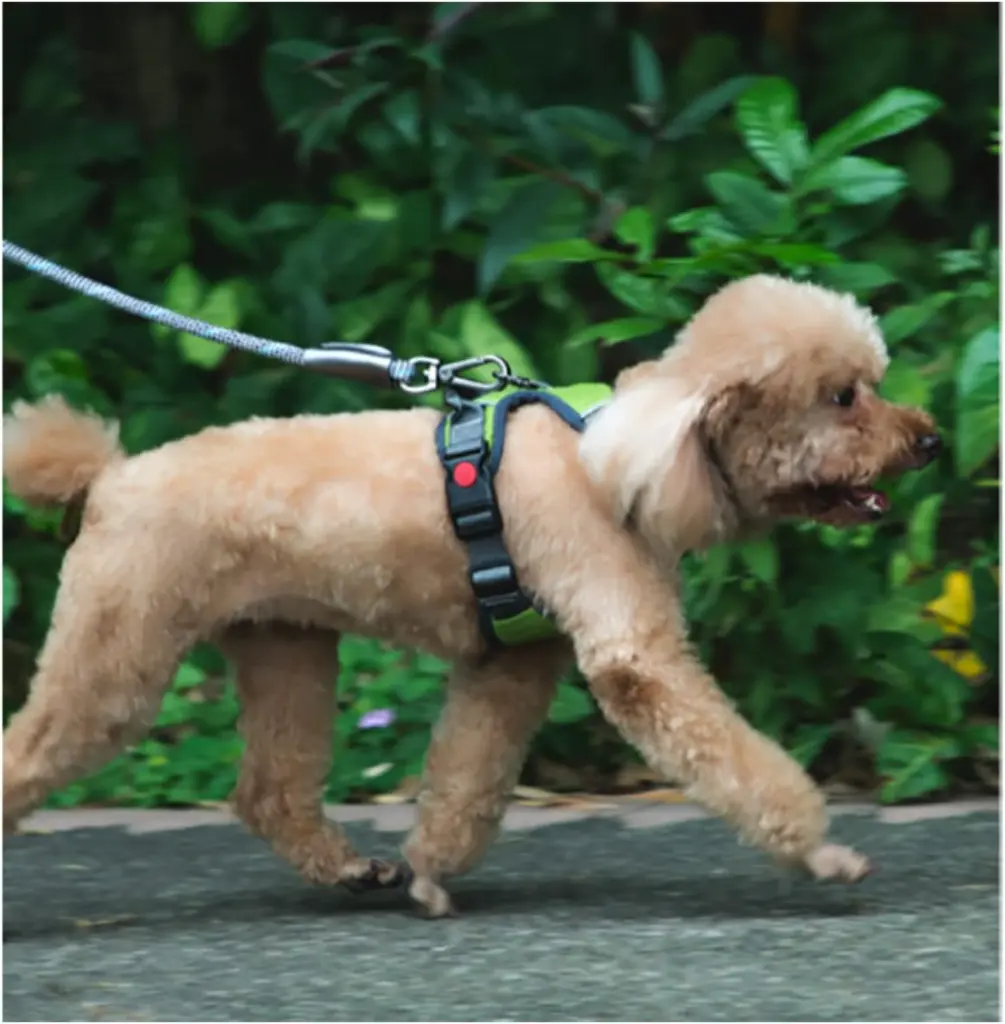 61xa6vsm80L._AC_SL1406_.webp