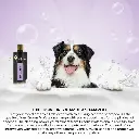 Groom Professional Iris & Amber Shampoo[Volume - 450 ml, Flavor - Iris & Amber] (3).webp