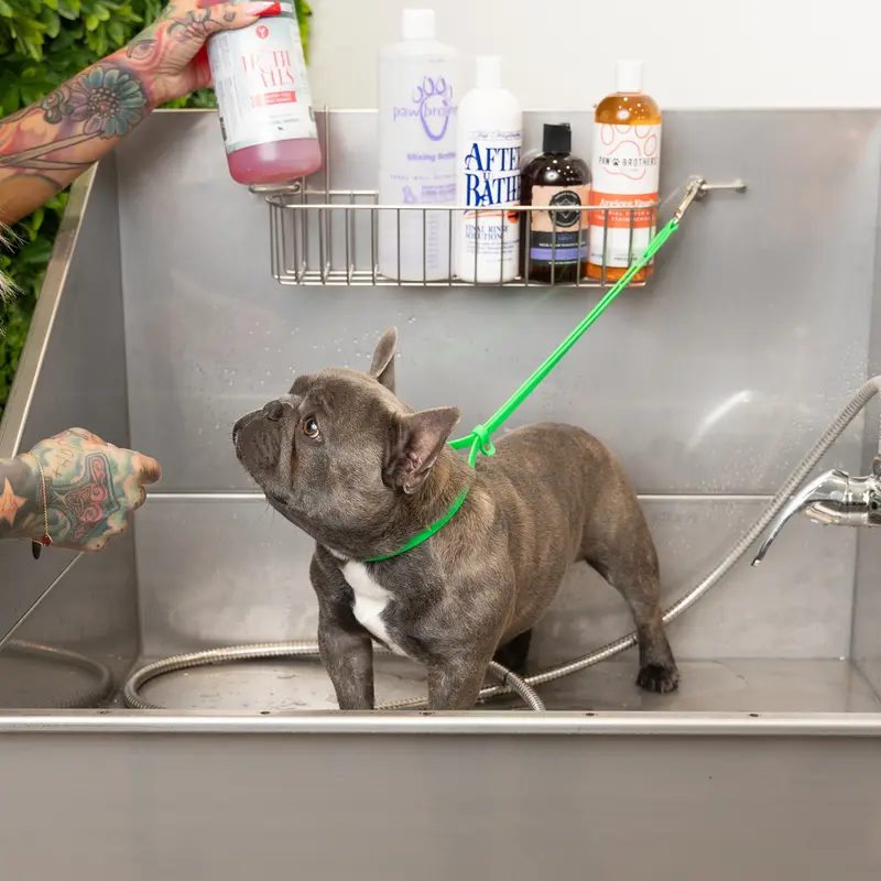 Jelly Pet Grooming Loop 3-8'' x24''[Color - Maroon] (3).webp