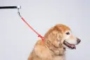 Jelly Pet Grooming Loop 3-8'' x24''[Color - Maroon] (4).webp