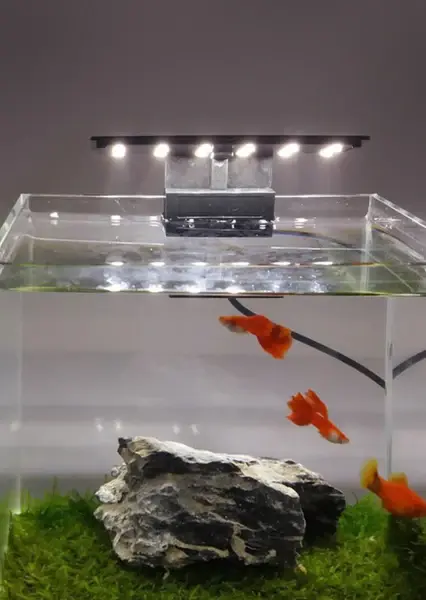 Roxin-6W-LED-5_grande.webp