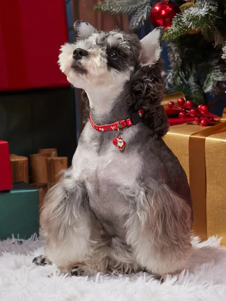 Seasopet Christmas Santa Collar 1x30cm (1).webp