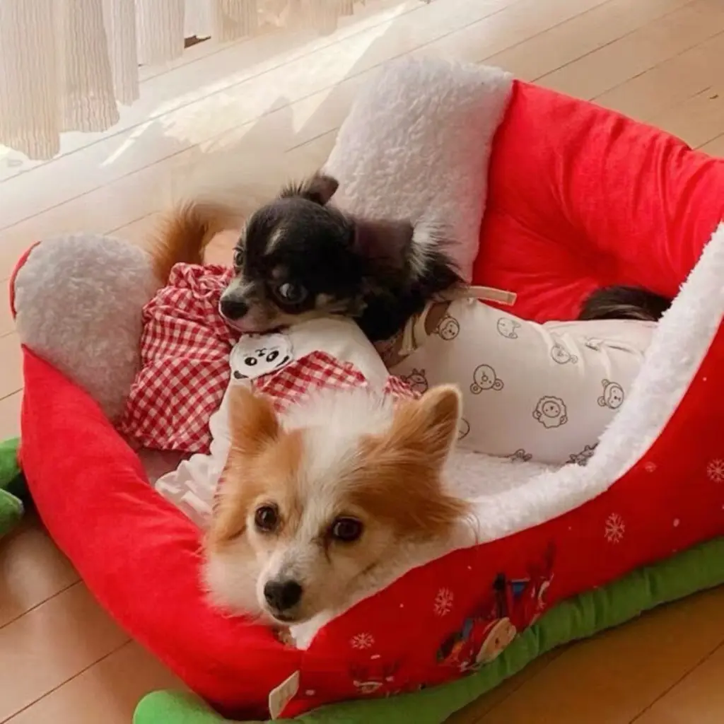 Seasopet Christmas Sleigh 63_45_33 cm (1).webp