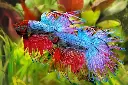 914PJ8IRcwL._AC_SX679_.webp