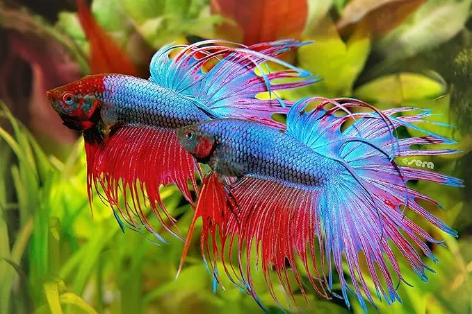 914PJ8IRcwL._AC_SX679_ (1).webp