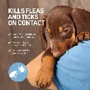 Synergy Labs Veterinary Formula Clinical Care Flea & Tick Shampoo 473ml (4).webp