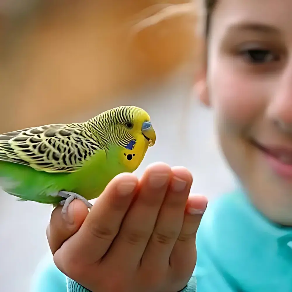 Volo Seedy Budgie Mix With Vitamin 1100g (1).webp