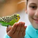 Volo Seedy Budgie Mix With Vitamin 1100g (1).webp