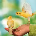 Volo Seedy Canary Mix  350g (1).webp