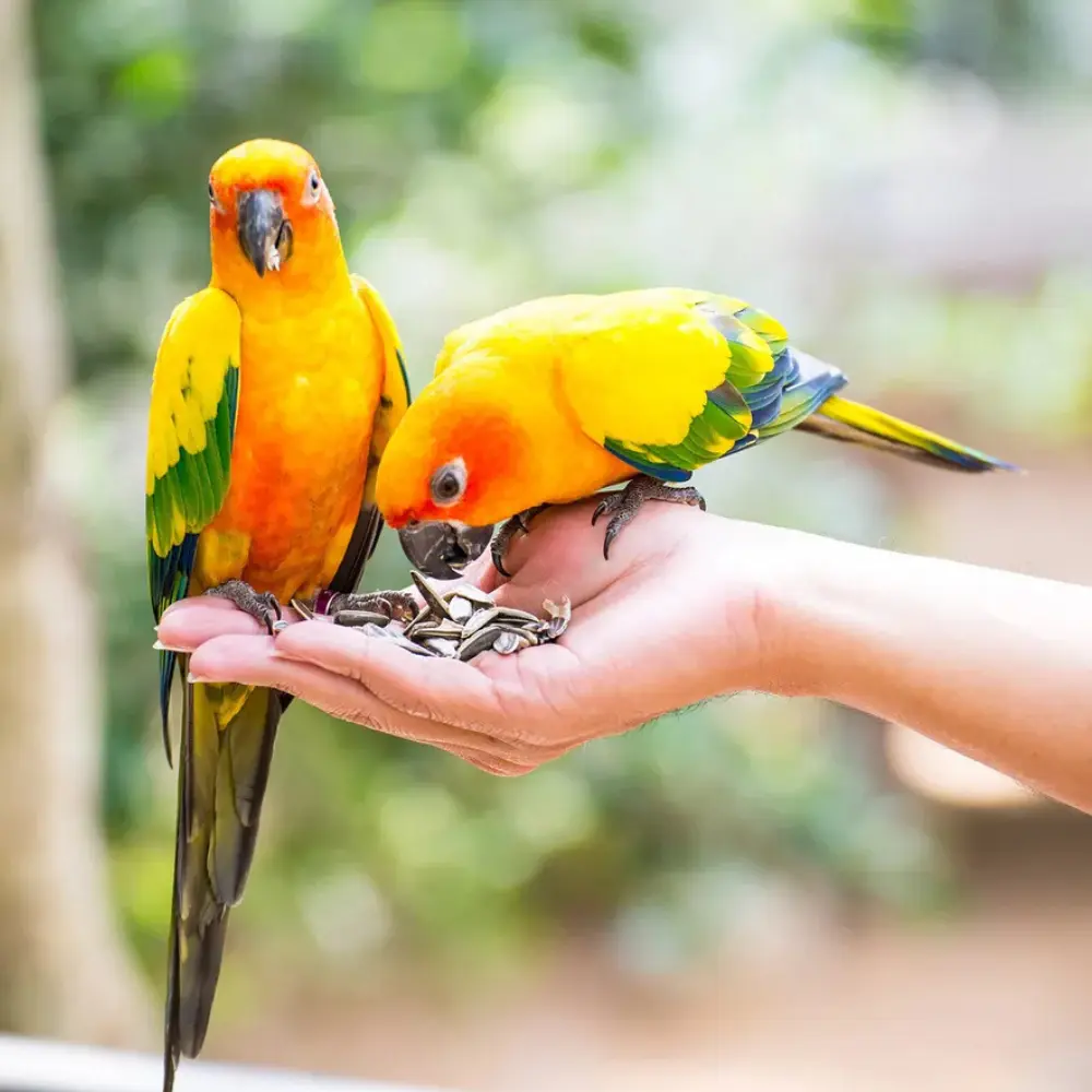 Volo Seedy Parakeet Mix 320g (1).webp