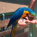 Volo Seedy Parrot Mix  420g (1).webp